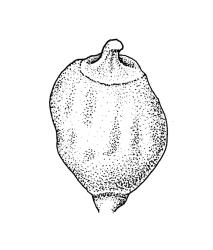 Physcomitrium pusillum, capsule, dry. Drawn from J.K. Bartlett 19686, CHR 405917.
 Image: R.C. Wagstaff © Landcare Research 2019 CC BY 3.0 NZ